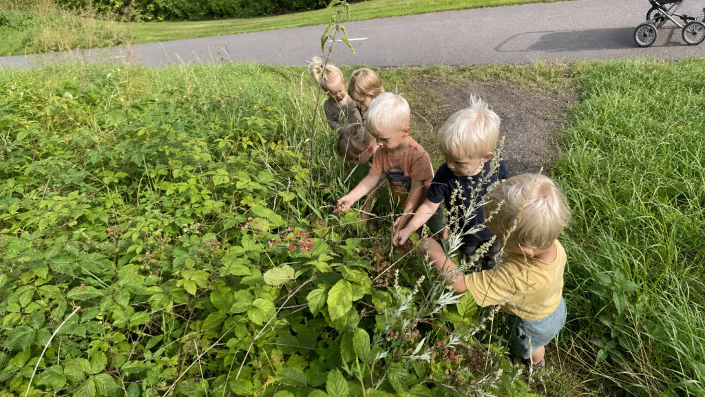 Børnene plukker bær sammen i naturen